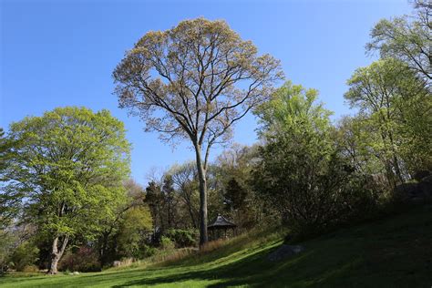 Connecticut College Arboretum Happy Tree Mendous Tuesday Flickr