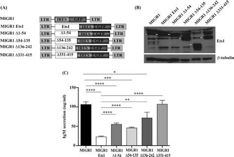 The N Terminus Acidic Transactivation Domain And Pointed Domain Of