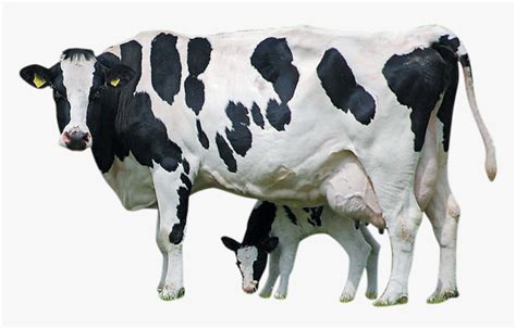 Holstein Cattle Calf Farm Livestock Dairy Transprent - Cow Images Hd ...