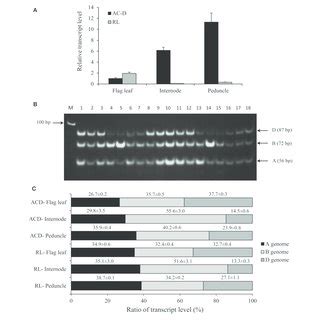 Total Expression And Genomic Transcript Contribution For TaNCED2 In