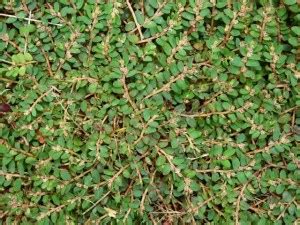 Spurge Weed Identification [How to Kill Spurge in Your Lawn]