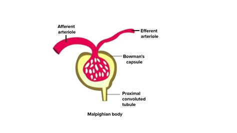 What is malpighian body?