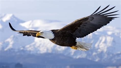 Fonds d ecran 1366x768 Oiseau Aigle Animaux télécharger photo