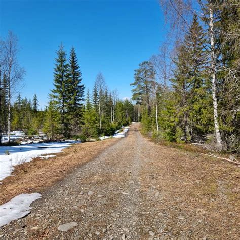 Birken Hovedtraseen Til Birkebeinerl Pet Brukes Som Planlagt