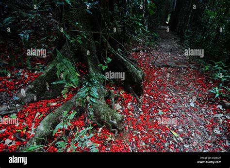 Kurrajong Trees Hi Res Stock Photography And Images Alamy