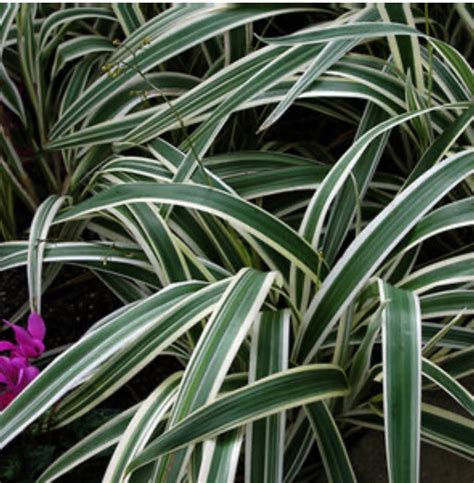 Dianella Tasmanica Variegata Flax Lily Plant 1 Gallon Size Healthy