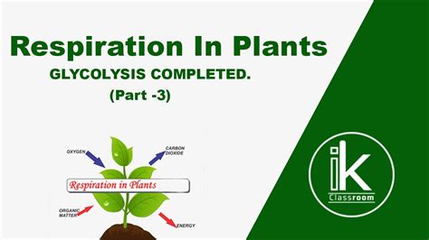 Respiration In Plants 3 Glycolysis Completed All Exams Youtube