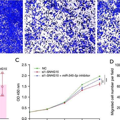 The MiR 345 5p Inhibitor Promoted MDA MB 231 Cell Proliferation And