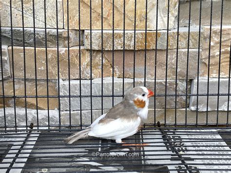 Penguin Zebra Finches For Sale