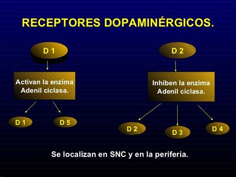 Resultado De Imagen De Receptores Dopaminergicos Receptor Enzimas Salud