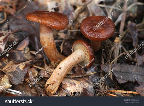 Fishy Milkcap Images Stock Photos Vectors Shutterstock