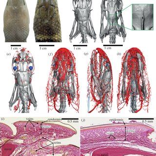 Heads of Oxyuranus scutellatus (a,c,e) and Hydrophis cyanocinctus ...