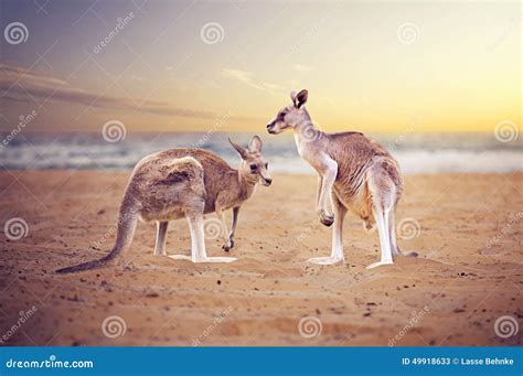 Kangaroos at the beach stock image. Image of vacation - 49918633