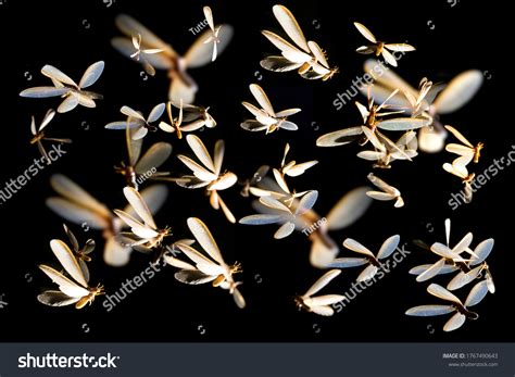 679 Flying termites Images, Stock Photos & Vectors | Shutterstock