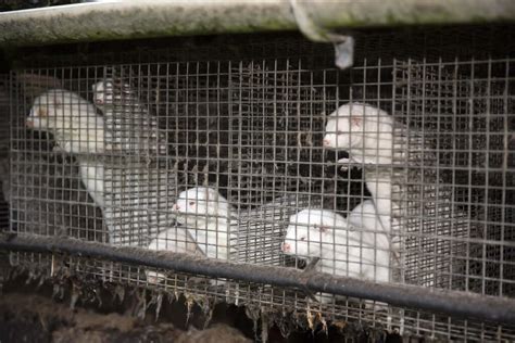 Could this be the end of Mink farming? | Help us spread awareness