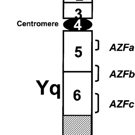 Schematic Representation Of The Y Chromosome Showing Seven Deletion