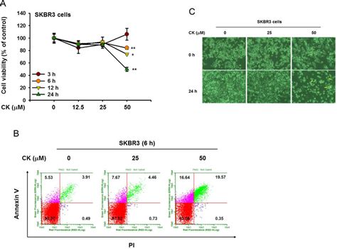 In Vitro Anticancer Effects Of Ck On Skbr Cells A Viability Of