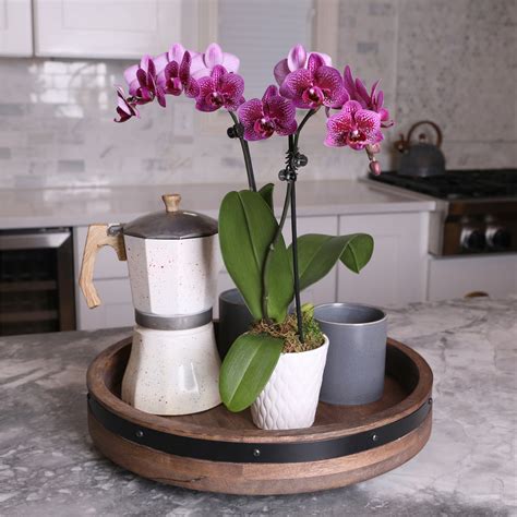 Petite Purple Orchid in White Pot – Just Add Ice®