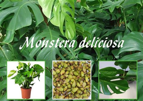 Monstera deliciosa (medium) Seeds