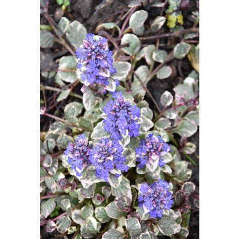 Ajuga Reptans Burgundy Glow Bugle Rampante Panach E