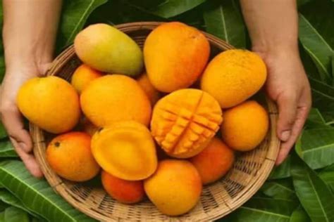 Mango And Dysentery আম খেলে কি আমাশা হয় তাহলে কি আম খাবেন না জানুন