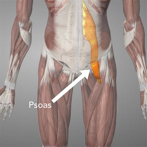 Lo Psoas Il Muscolo Da Conoscere Accarezzare Amare