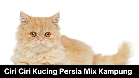 Ciri Ciri Kucing Persia Mix Kampung: Pesona Ras Dengan Nuansa Lokal » 2024