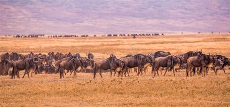 Bestand Von Wilde Tiere Und Wilde Tiere Im Ngorongoro Krater