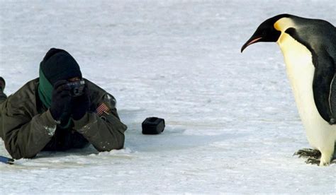 Giant Extinct Penguin Rediscovered In New Zealand Shed Penguins