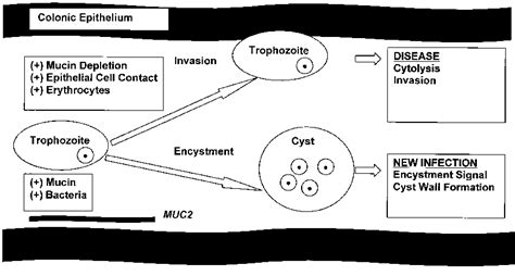 The Life Cycle Of E Histolytica Is Carried Out By Its Two Forms Download Scientific Diagram