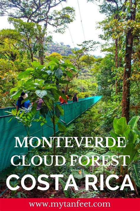 Monteverde Cloud Forest Reserve Tips For Visiting One Of The Wonders Of Costa Rica Artofit