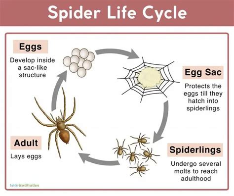 Spider Life Cycle: Facts, Stages, Mating, Reproduction, Pictures | Life ...