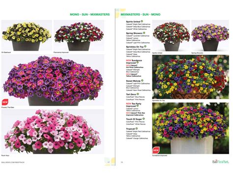 New Ball Floraplant Calibrachoa Brochure Available Perishable News