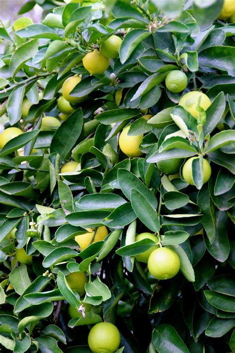 Citrus Lime Lime Trees Limetta Plants And Trees Online Fruit