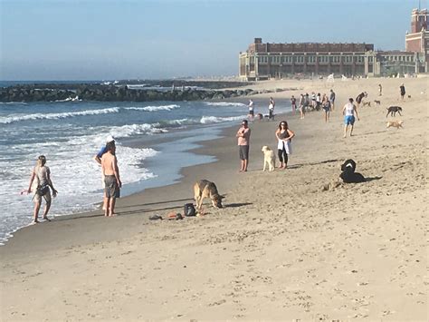 dog beaches in new jersey 5