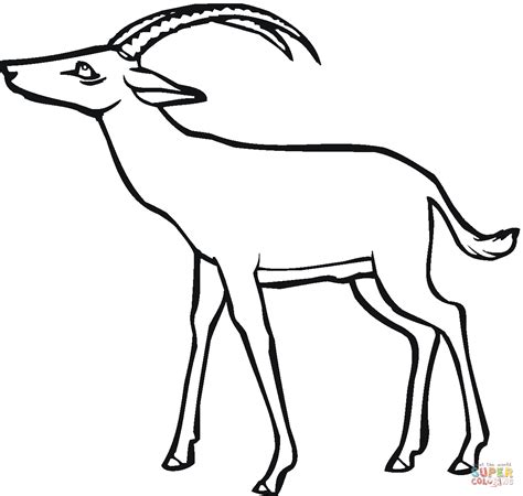 Antelope Coloring Page Free Printable Coloring Pages