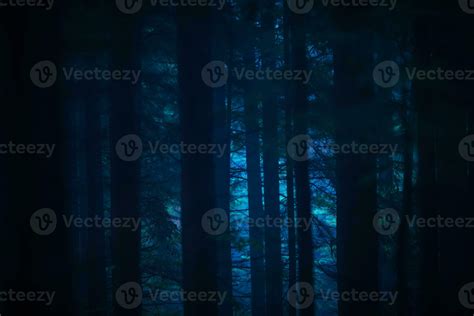 Dark Forest at Night 24525624 Stock Photo at Vecteezy