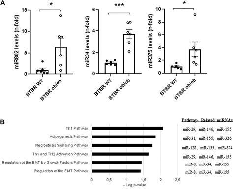 Frontiers Kidney Microrna Expression Pattern In Type Diabetic