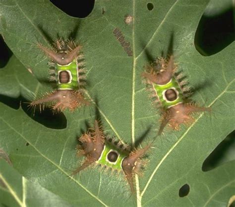 Stinging Caterpillars Identification And Guide Owlcation