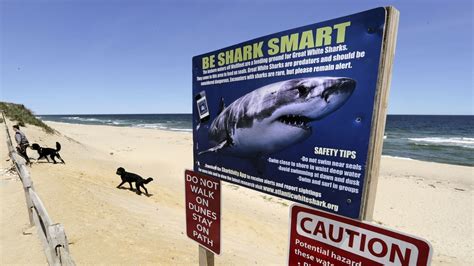 No More Shark Attacks Call Them Bites Australian States Say Npr