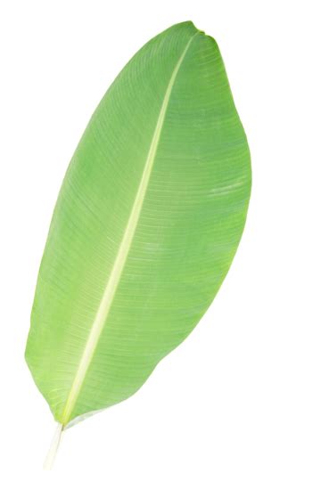 One Natural Banana Leaf Isolated White Background Background Macro Green Organic Png