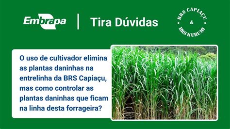 Brs Capia U E Brs Kurumi Controle De Plantas Daninhas Nas Linhas E