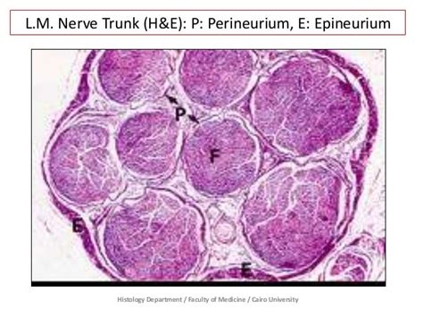 Nervous Tissue - Prac. Histology