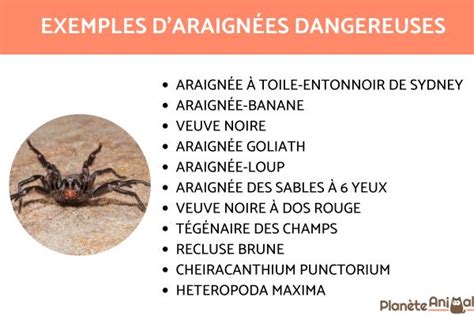 Araign Es Dangereuses En France Le Sont Elles Vraiment