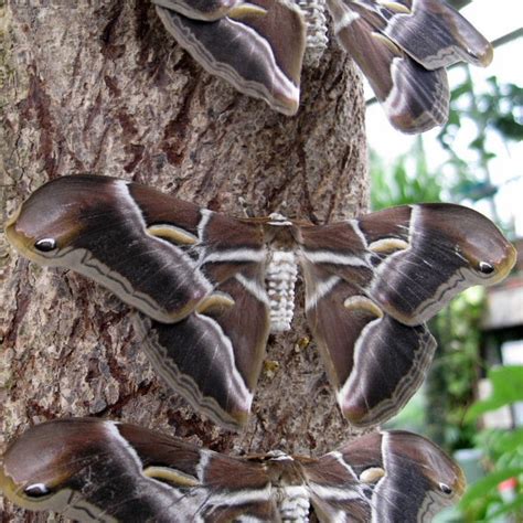 Eri Silk Moths Silk Livestock Moth