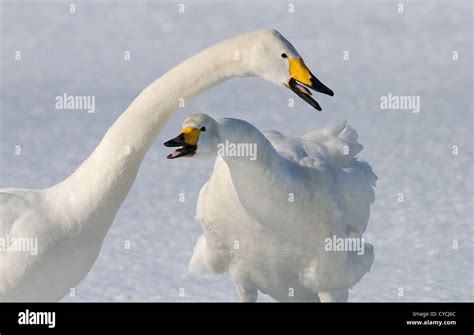 Cisnes Cantores Madura Y Juvenil Cygnus Cygnus Sobre El Hielo Y El