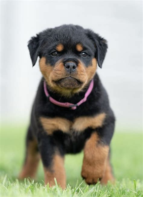 German Rottweiler Puppies For Sale Officially Certified Trained