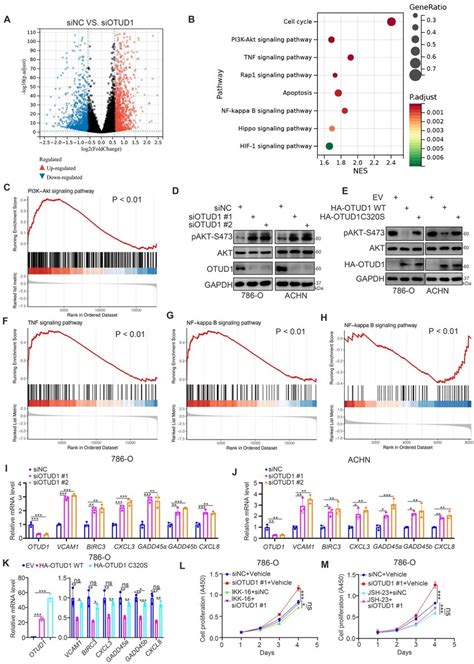 Otud Is A Negative Regulator Of The Pi K Akt And Tnf Alpha Nf Kappa B