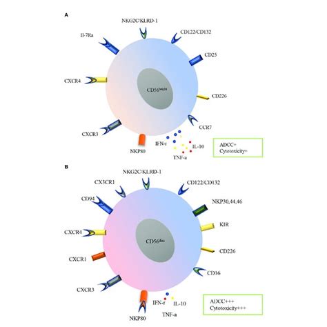 | Surface receptors and functions of PB human NK cells subtypes. Human ...