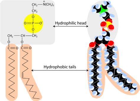 Phospholipid Molecule Structure